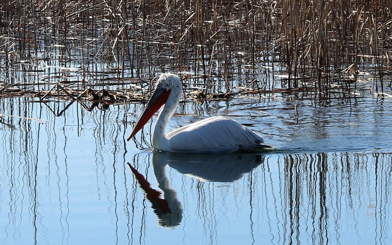 Κιβωτός Έπαυλης Αλέξανδρος Διαμέρισμα Πρέσπες Εξωτερικό φωτογραφία